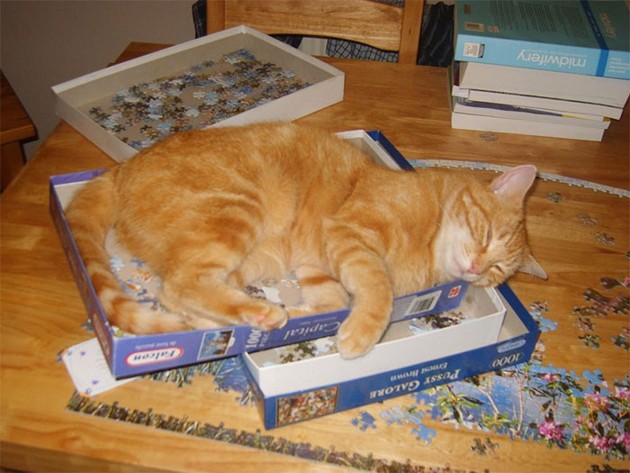 CatPuzzle.jpg