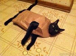 catbag.jpg