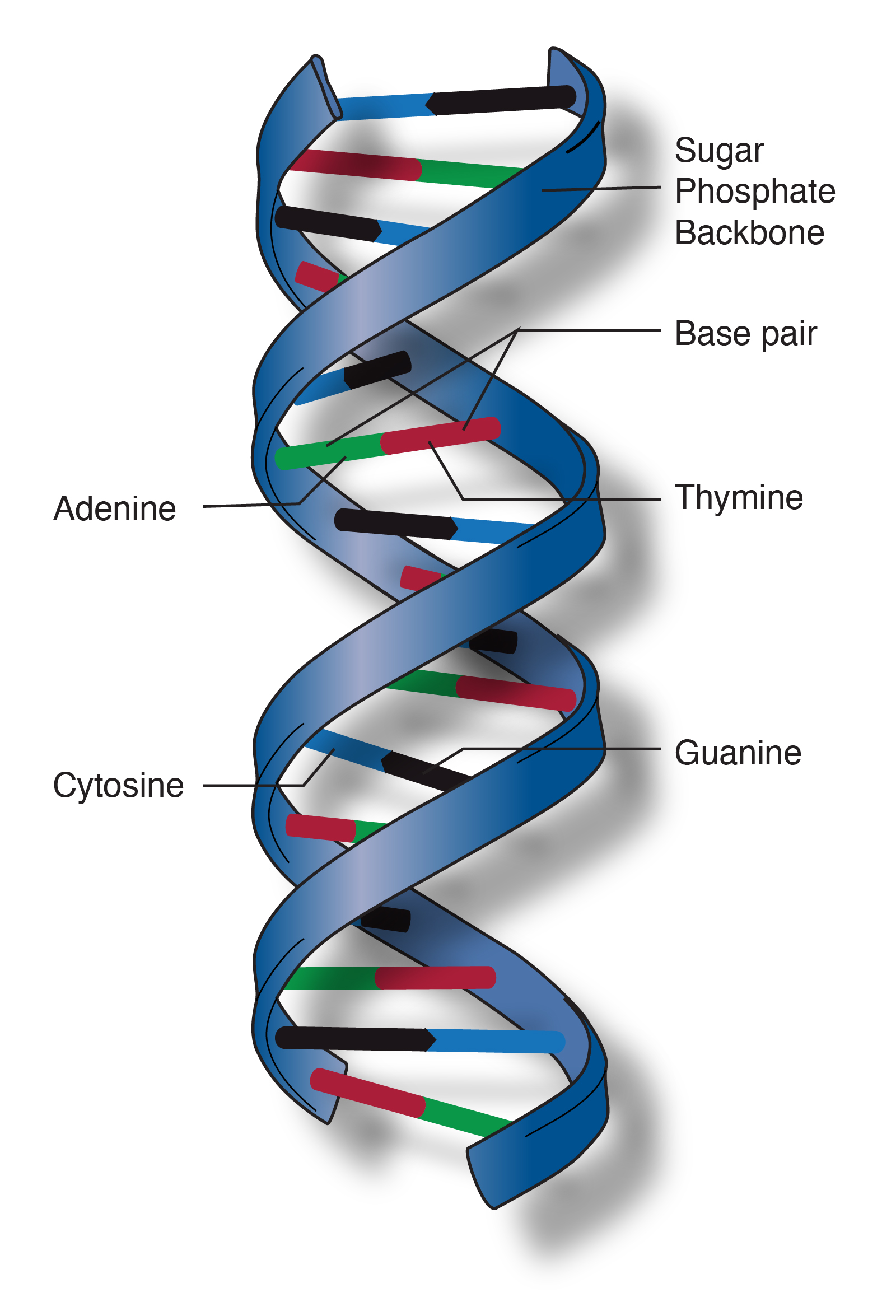 double_helix.jpg