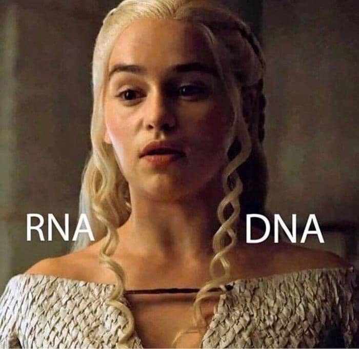 RNA DNA.jpg