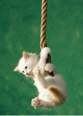 Capturecatrope.PNG