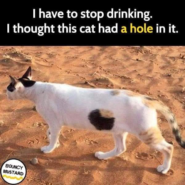 Cat with a hole.jpg