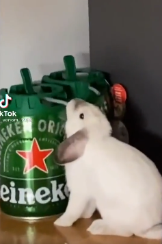 Captureheinekenbun.PNG