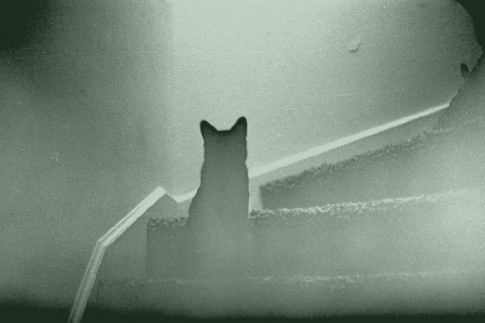 ghost-cat.jpg