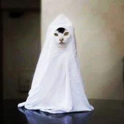 Ghost Cat.jpg