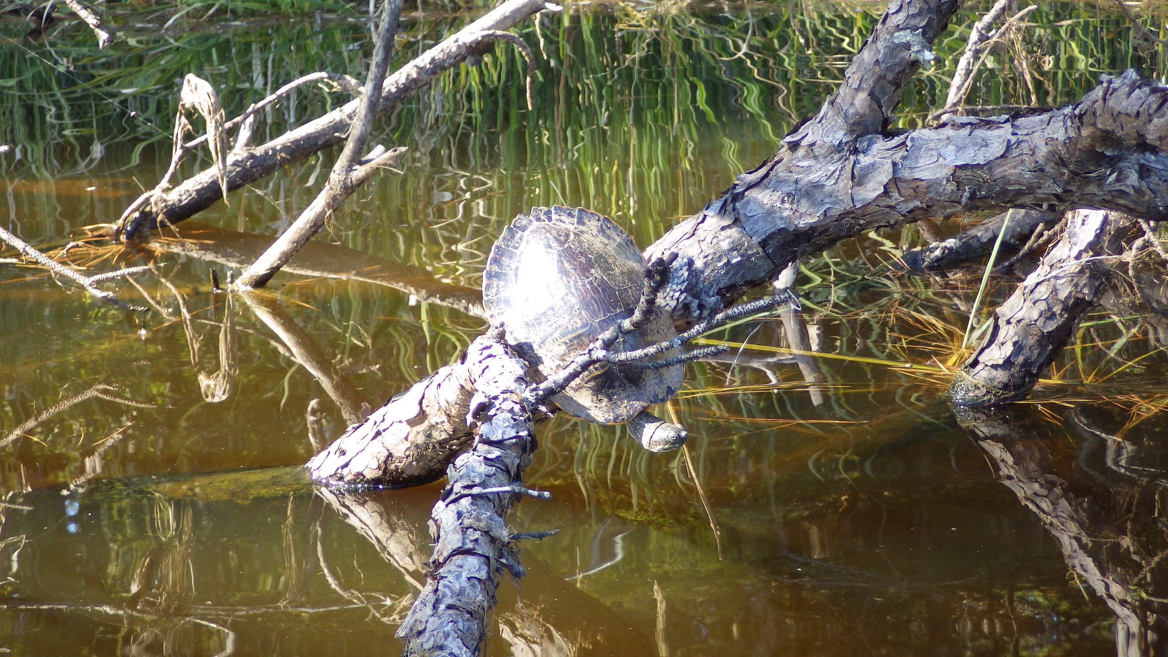 turtle stuck in tree