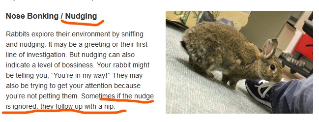 Capturebunnynudge_LI (2).jpg
