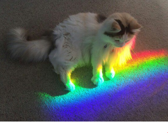 Capturerainbowcat.PNG