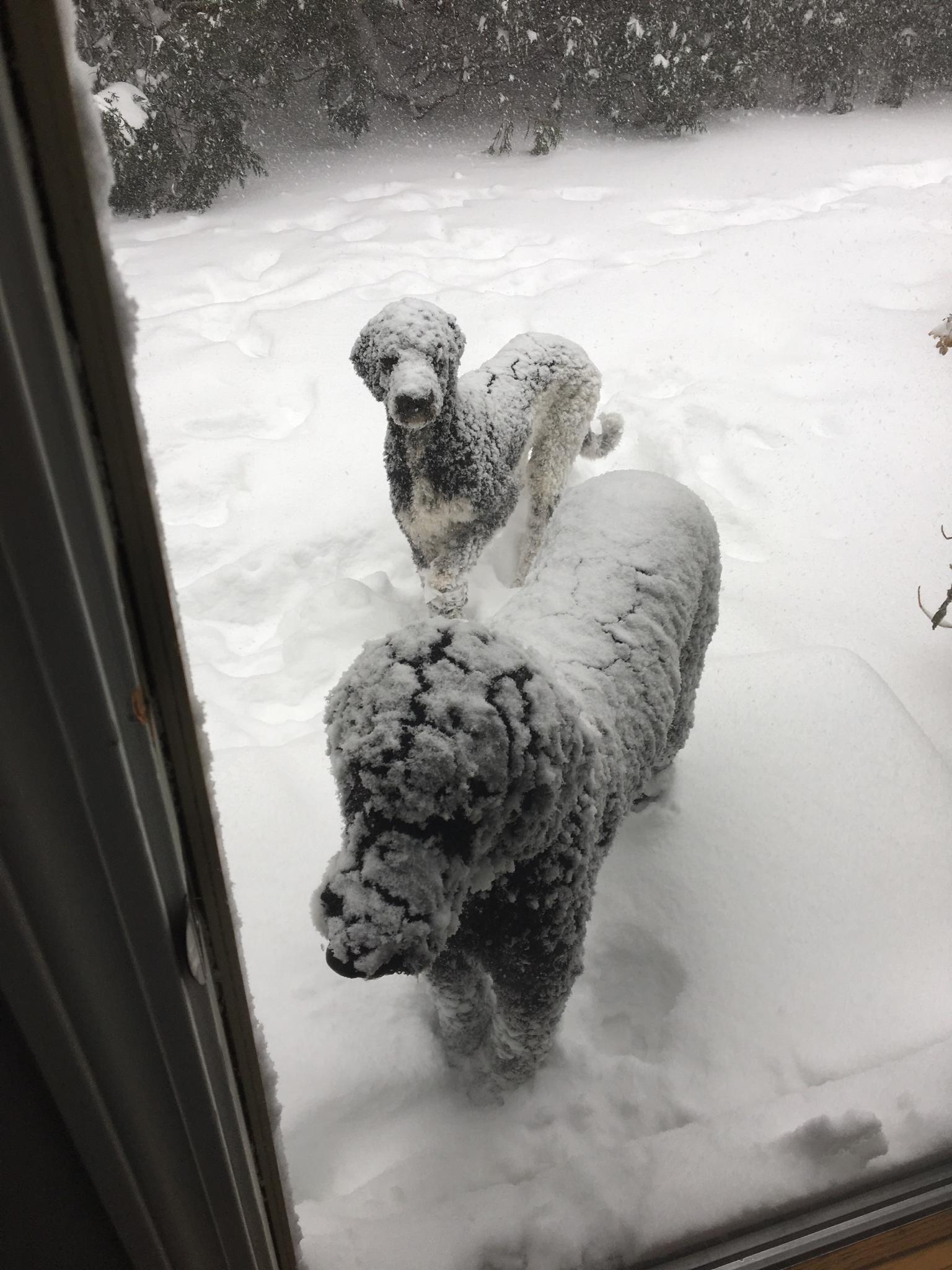 SnowPoodles.jpg