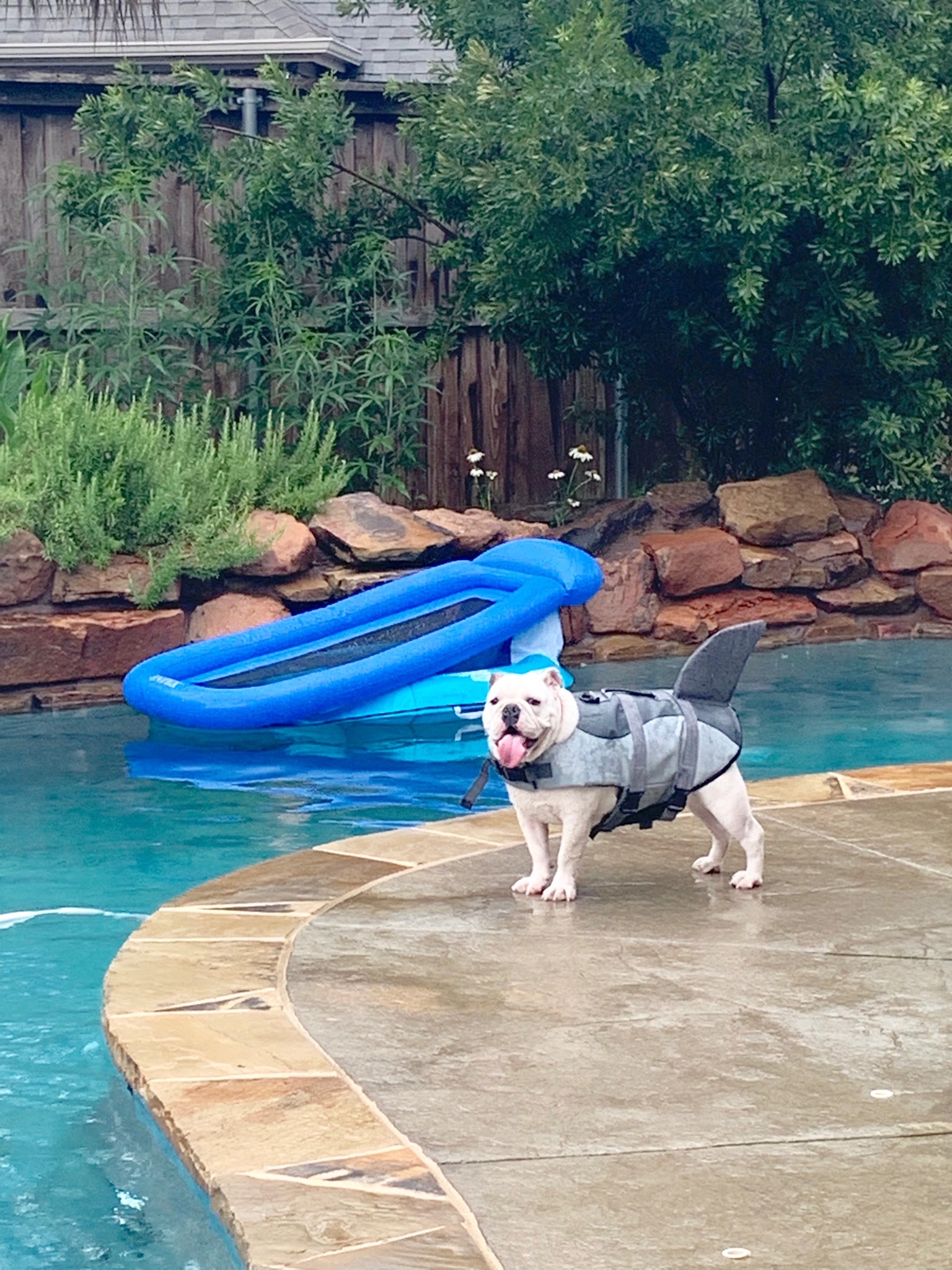 maggie shark2.JPG