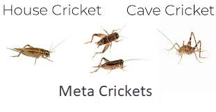 meta cricket.jpg