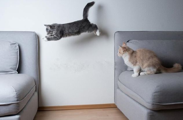 blue-tabby-maine-coon-kitten-jumping-one-sofa-to-another-cream-colored-cat-watching-playful-cats-jumping-sofa-194581324.jpg