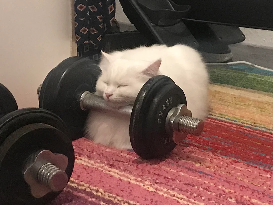 CatBarbell.png