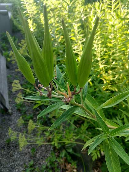 unripe milkweed pods.jpg