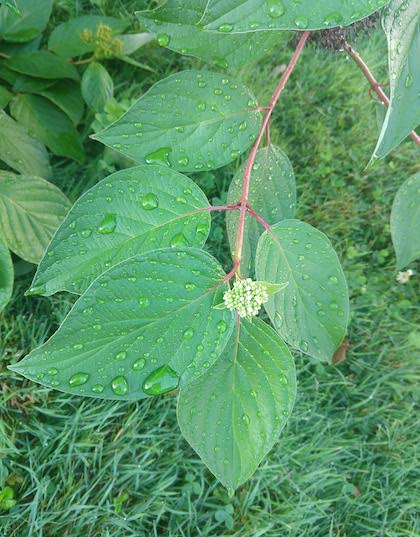 dogwood bloom.jpg