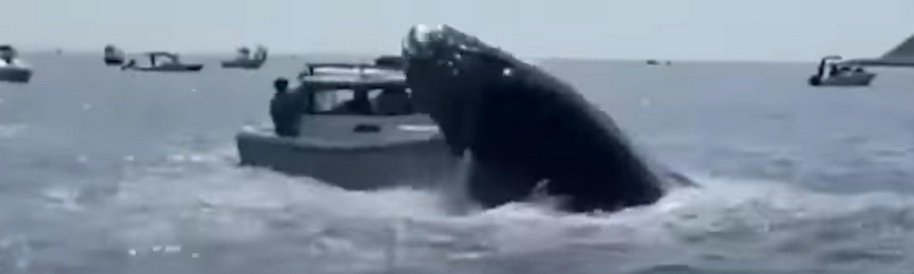 Whale Impedes Progress.jpg