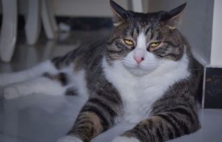 feature_hairball_unsplash-2-e1607625106346-960x540 (1).jpg