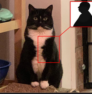 Capturecathitchcat.PNG