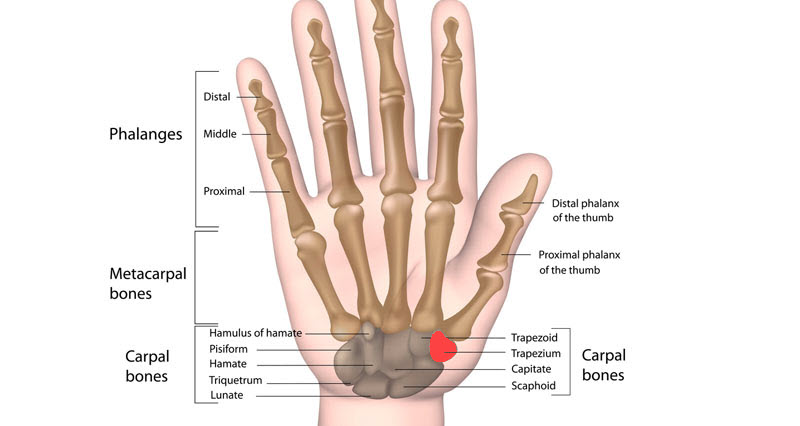 hand-bones800.jpg
