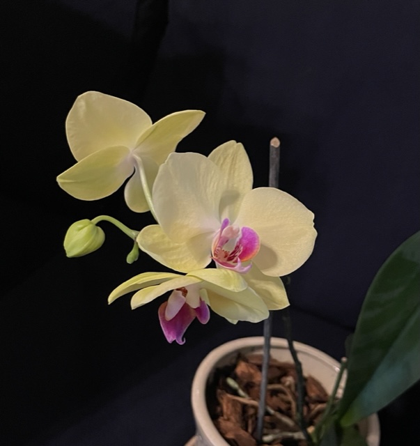 20221230orchidmedium.jpg