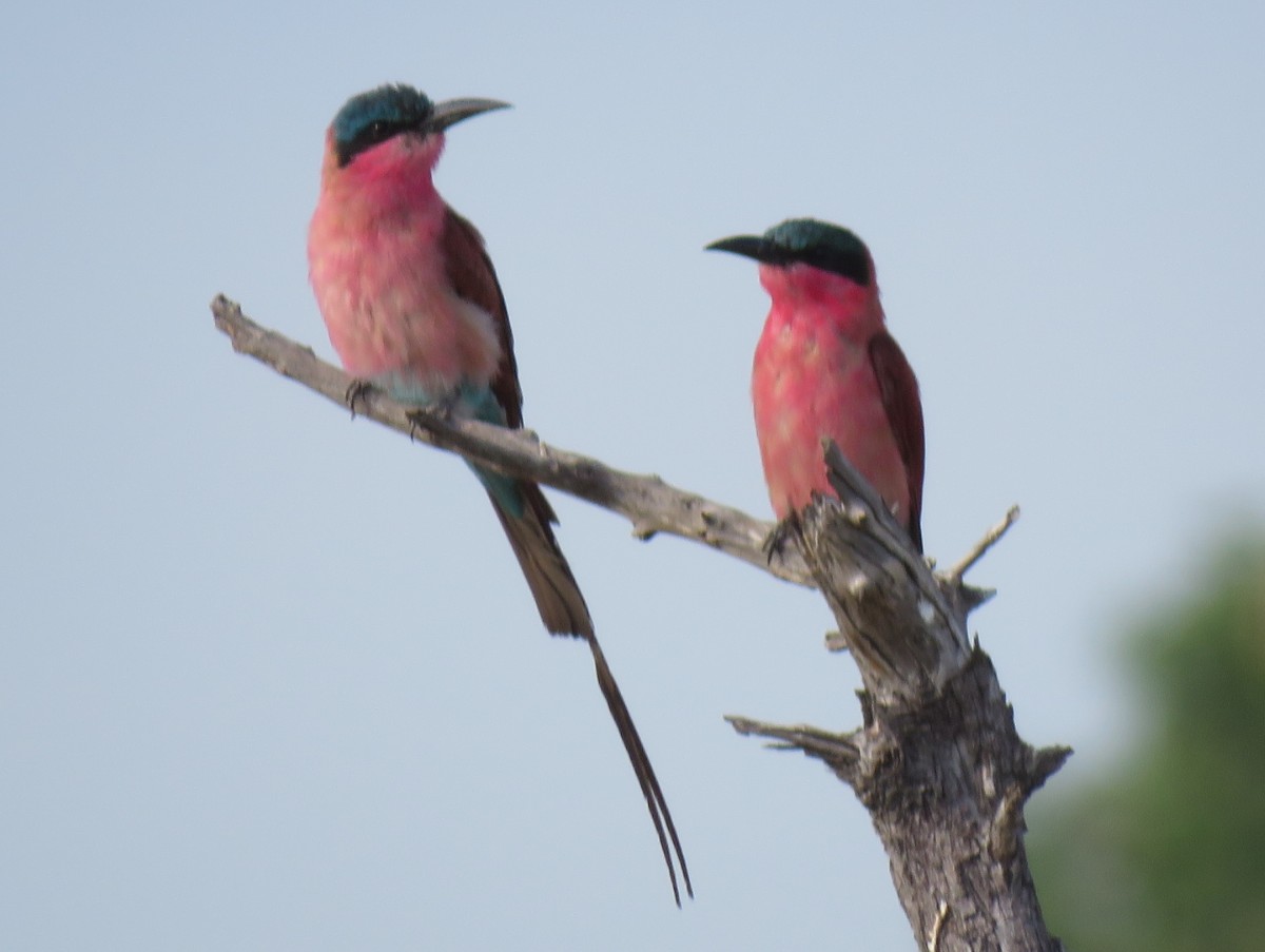 bee-eater 2.jpg