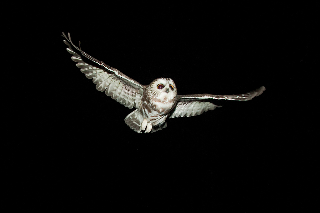 Northern_Saw_Whet_Owl_in_flight.jpg