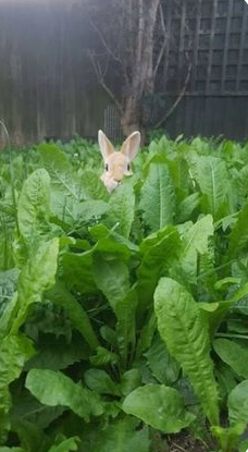 Capturebunlettuce.PNG