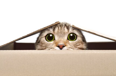 CapturecatStayin in box.PNG