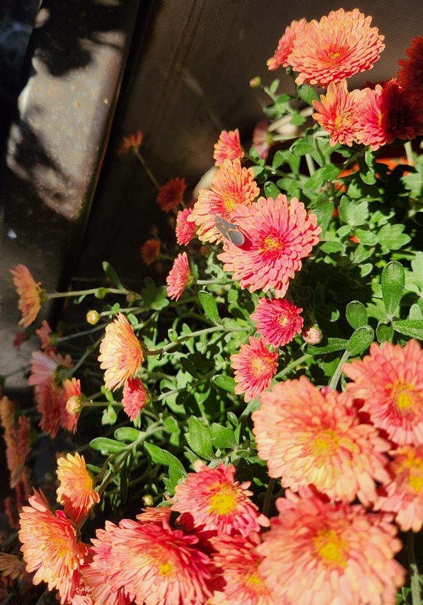 box elder beetle on mums.jpg