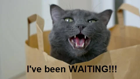 waiting cat.jpg