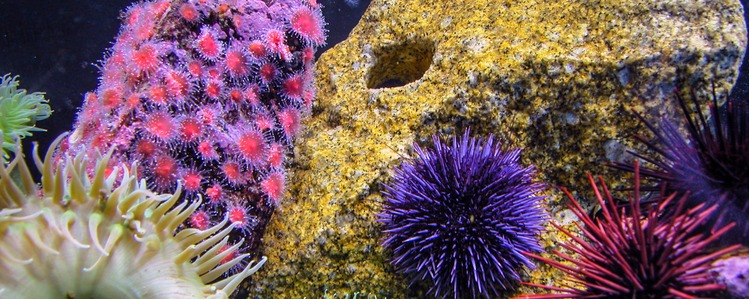 tidepool2.png