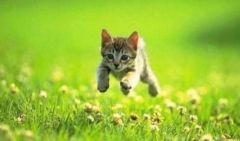 Frolicking kitten.jpg