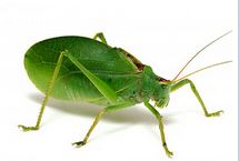 Capturekatydid.JPG