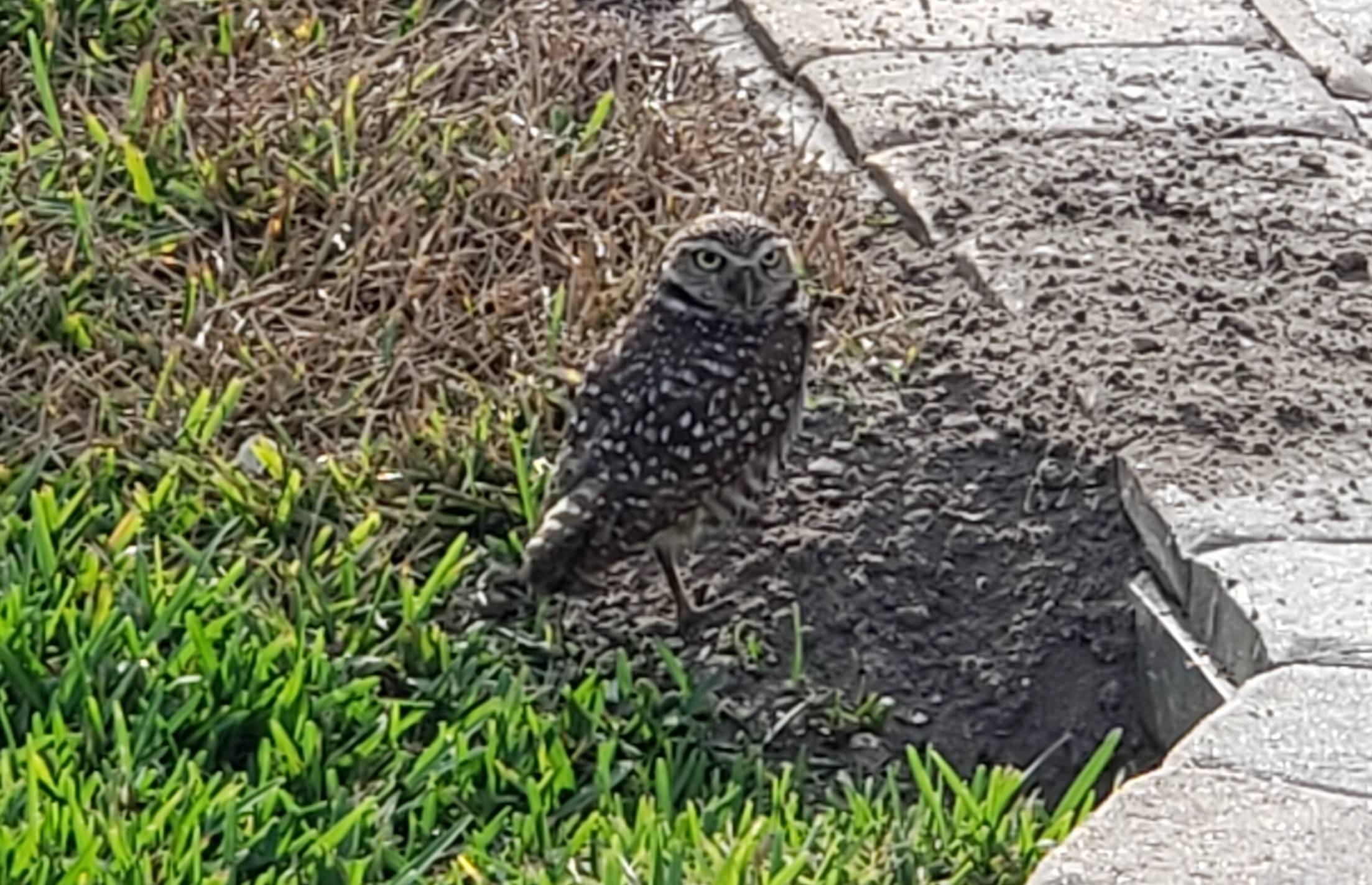 Burrowing owl