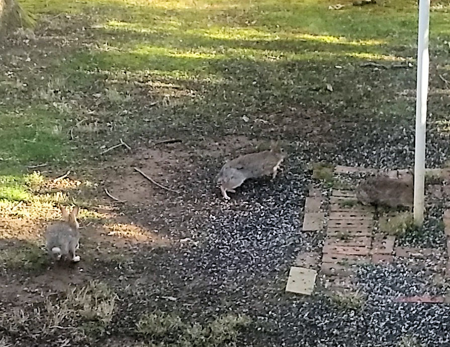 All we have right now are these backyard rabbits.