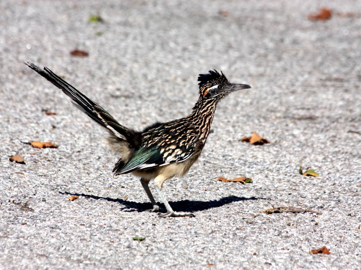 the-roadrunner-bird-interesting-facts-and-information.jpg